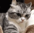 hiss emote