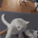 funnywhitecatJAM emote