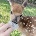 Deer_Paci emoji