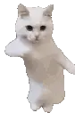 CatTime emote