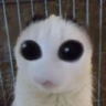 baba emote