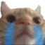 SadCat emote