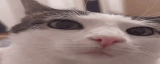 plinker emoji