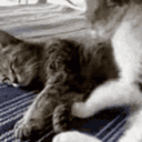 obnimeow