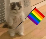 gatogay emote