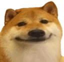 Shiba emote