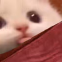 bledge emote