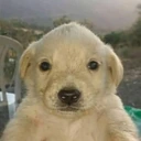 Perrito emote