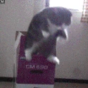 EndlesslyFallingCat emote