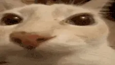 otagFat emote