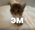 em emote