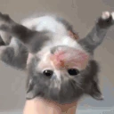kitty emote