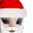 MMEOWDY emote