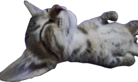 damnbruhimeepyasfrn emote