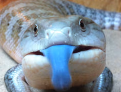 BTSTongue emote