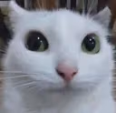 politecat emote