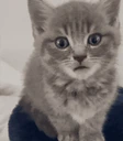 gulpers emote