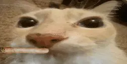 otagBlunt emote