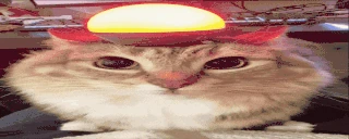 AlertTheCatStartsItsEngine emote