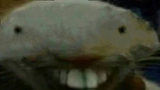 xoo emote