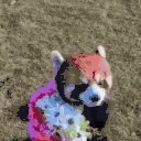 flowers emote