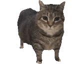 brainrotcat emoji