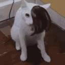 emo_cat emote