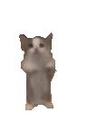 catHop emote