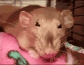 Rat emote