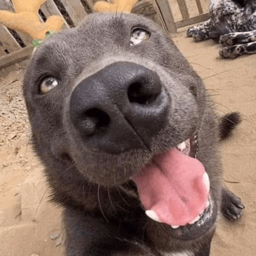 dog emote