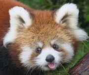 redpandablep static emote