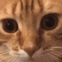 What emote