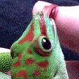 GeckoLick emote