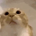 oom emote