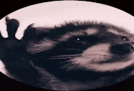 PedroPedroPedro emote