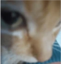 catSus emoji