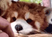 redpandaBOOP emote
