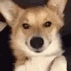 Doge_wink emote