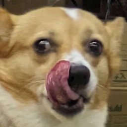 fox_gourmet emote
