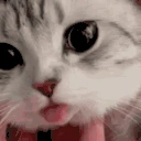 luh emote