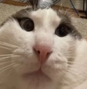gelatin emote