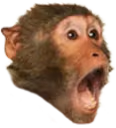 PogChimp emote