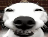 KEKEKW emote