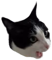 catpog emote
