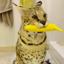 BananaSogga emote
