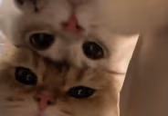 IsThereAnySubGiftersInChat emote