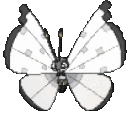 fluttering_butterfly emote