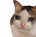 CatSad emote