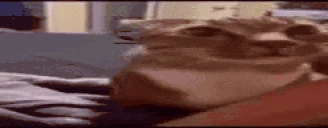 catAsk emote