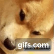 Doge_angry_animated emote